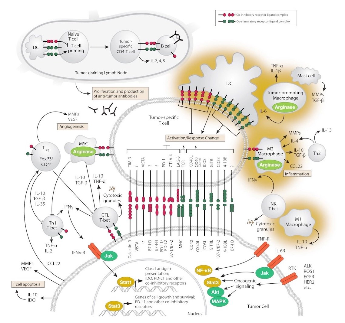 macrophage様ご確認用出品 多項目評価が可能なTHP-1細胞アッセイによる抗炎症作用の検証